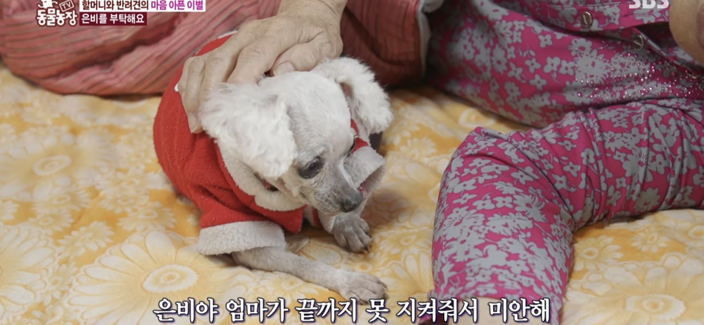 서로를 위해 헤어지는 할머니와 은비 | 인스티즈