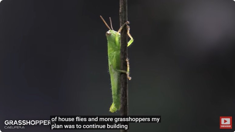 거대한 수조에 열대우림 환경을 조성해놓으면 생기는 일 - 3 | 인스티즈