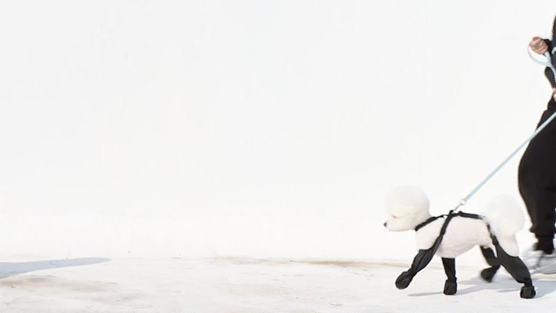 강아지 안벗겨지는 신발 나옴 | 인스티즈