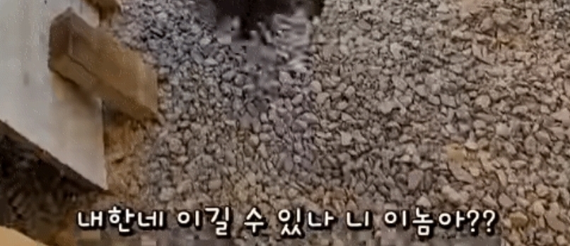 매맞는 삶을 살고 있는 매탈남 근황.jpgif | 인스티즈