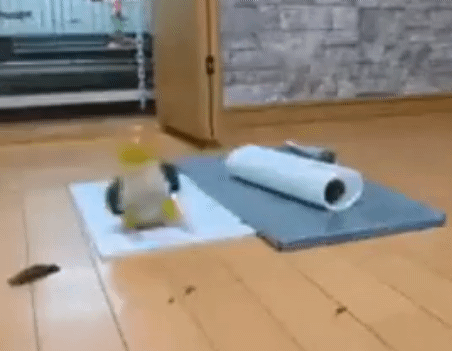 내가 기분 안좋을때마다 한번씩 보는 앵무 노래+댄스영상 | 인스티즈