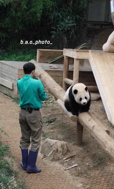 후이바오🐼 킹받게 놀리는 송바오 | 인스티즈