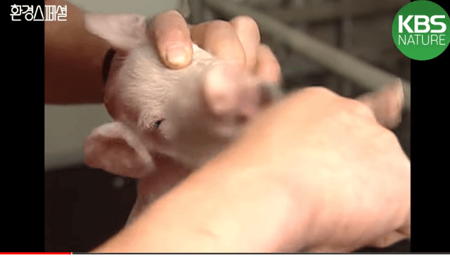 태어나자마자 바쁜 아기 돼지 (혐오주의) | 인스티즈