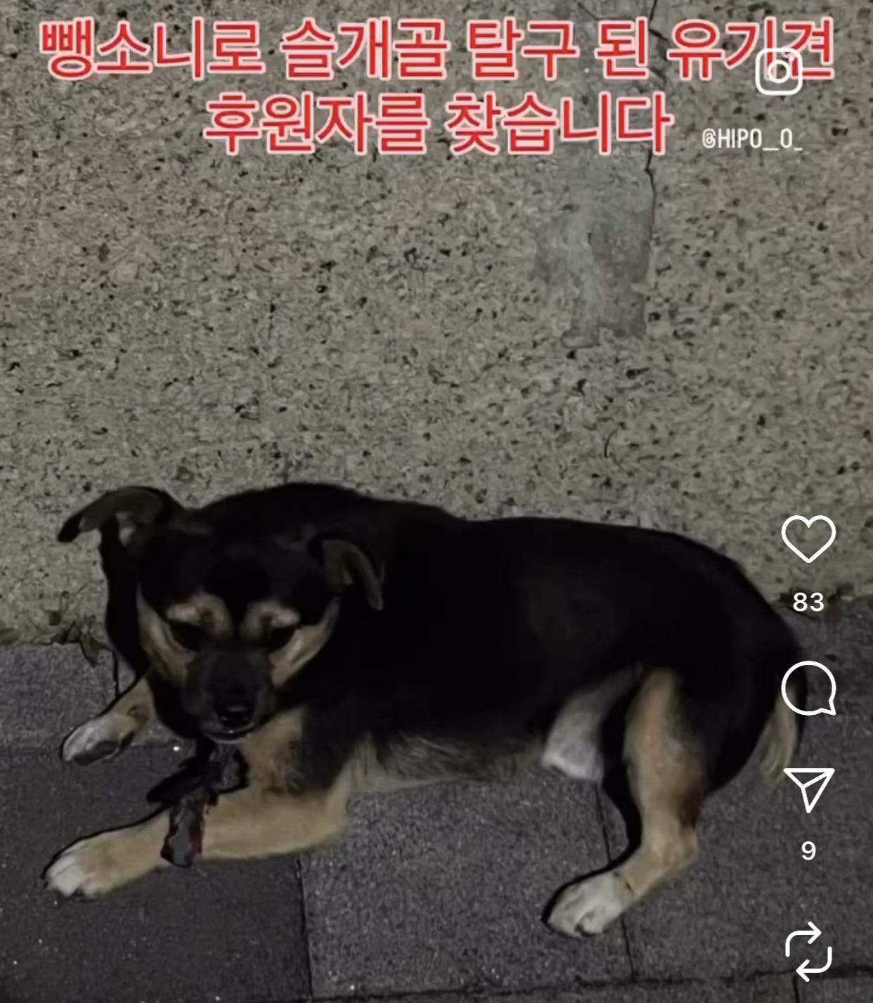 어느 고등학생 눈에 띈 교통사고 당한 유기견 근황 | 인스티즈