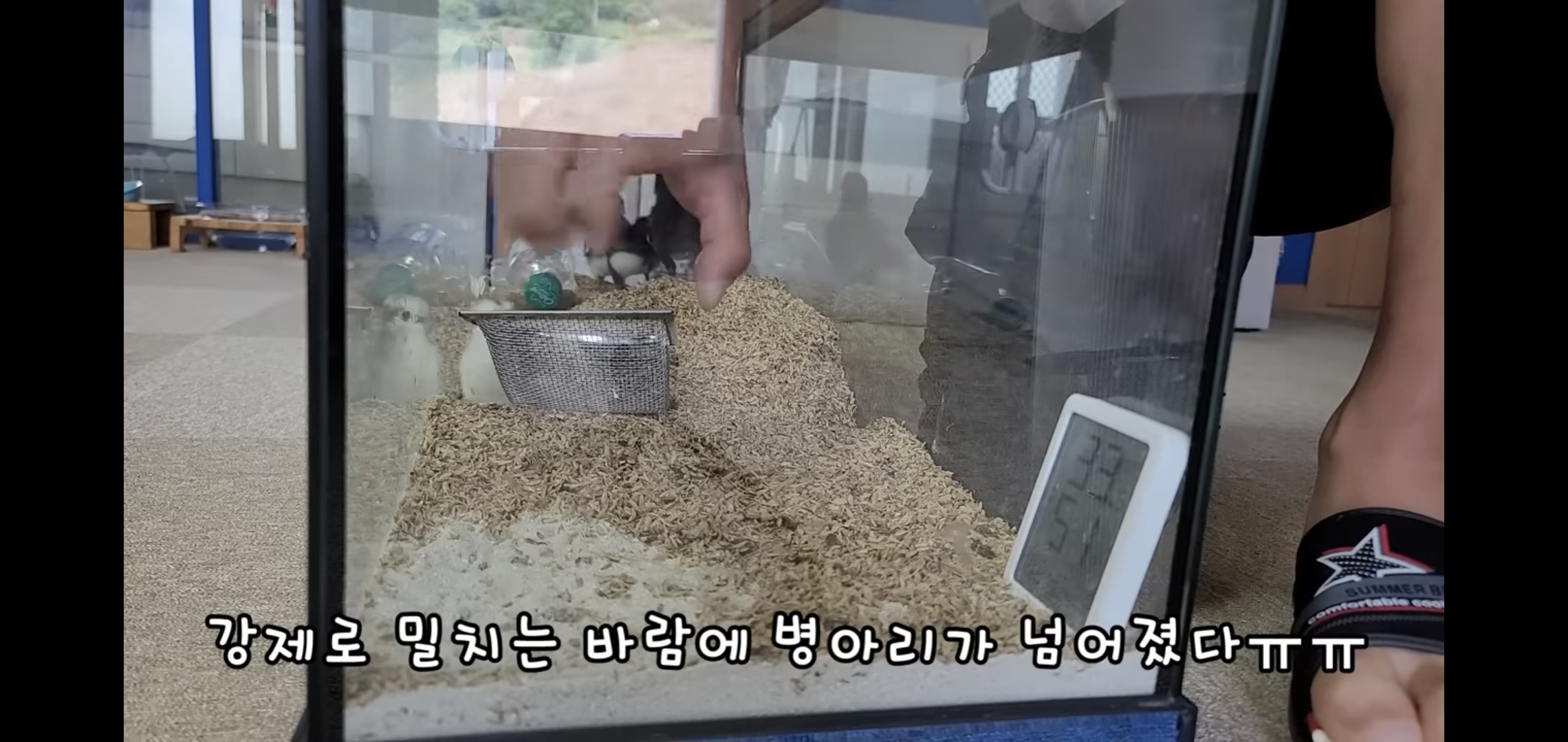 오늘자 폭력적이고 불쌍한 영상 올린 유튜버 매탈남.jpg | 인스티즈