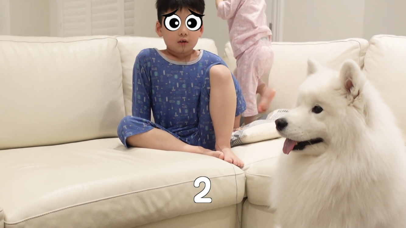 사모예드와 흔들리는 이 뽑는 법 | 인스티즈