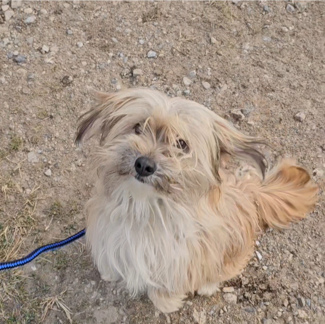 입양홍보) 사람을 넘넘 좋아하는 가나디🐶 | 인스티즈