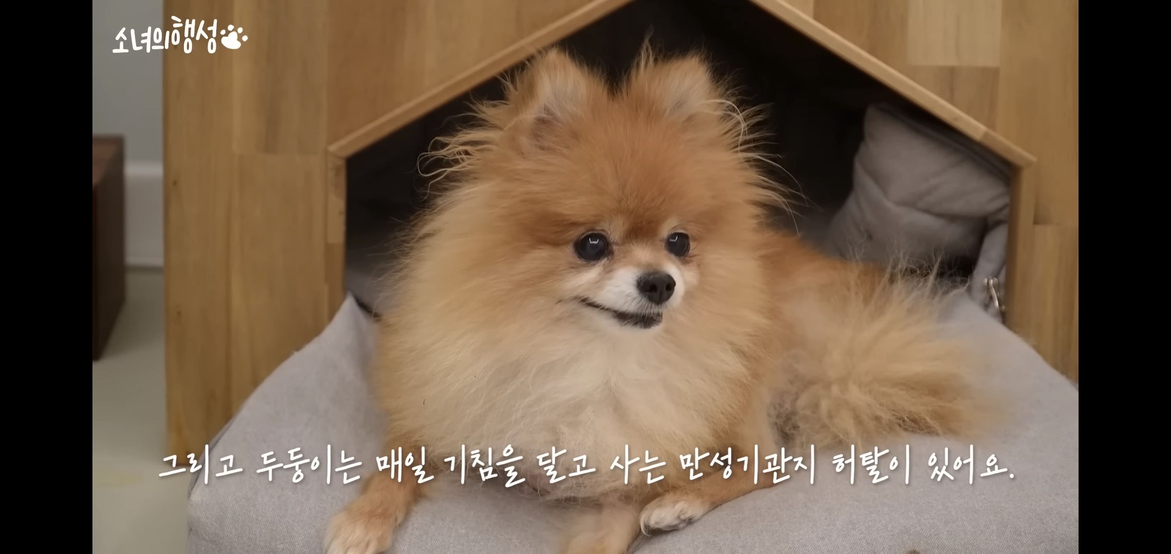 번식장에서 강아지 구조 후 치료했더니 절도죄로 고소당한 유튜버.jpg | 인스티즈