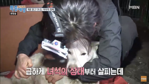 당신이 버린 강아지는 어떻게 되었을까 | 인스티즈