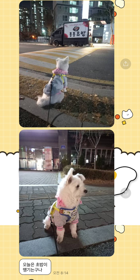 [강아지] 아빠가 보내주는 강아지 사진이 좋은 이유 | 인스티즈