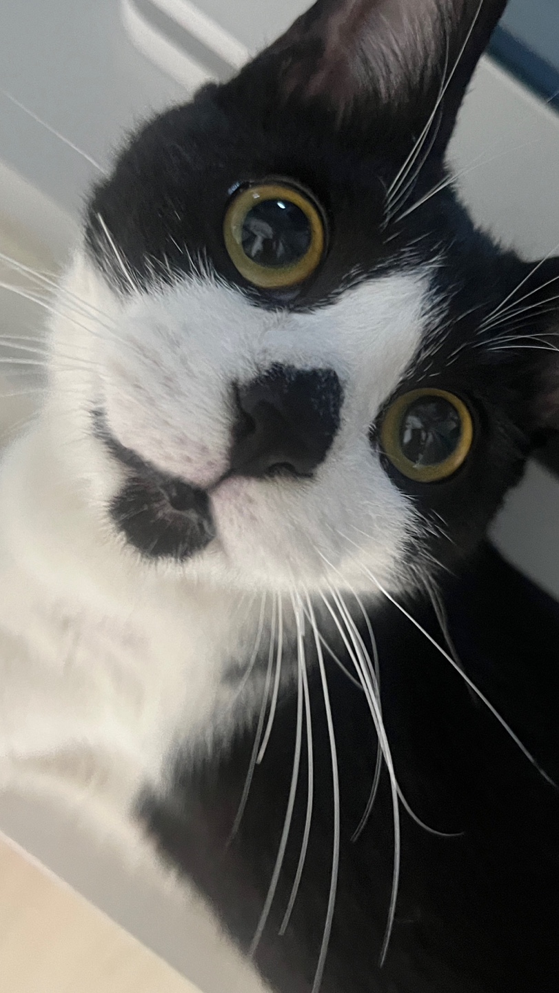 [입양홍보] 혹r률 ✮100➠✥✹프로 7H냥ㅇ1 홗➦정♘ ➜✾ 뽑ㄱ1¿불필요♟ | 인스티즈