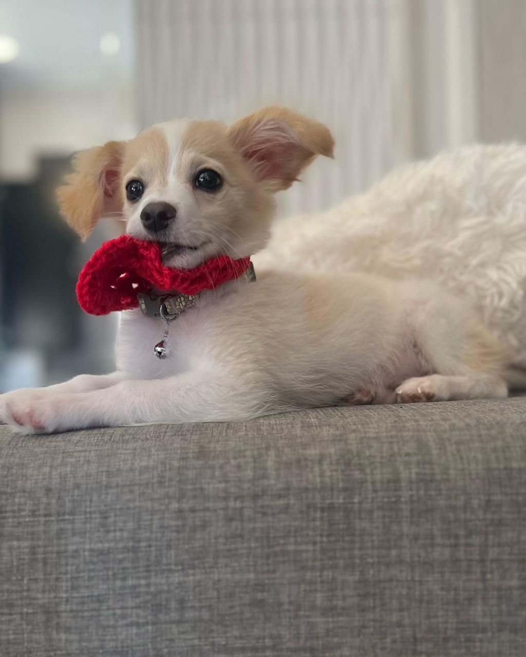 동물 구호 단체에서 유기견 입양한 행맨 | 인스티즈