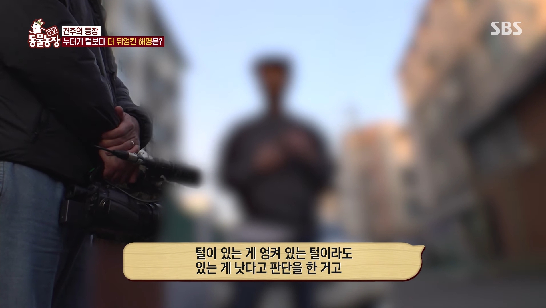 털로 뒤덮여서 걷지도 못하는데 케어한 거라는 견주 | 인스티즈
