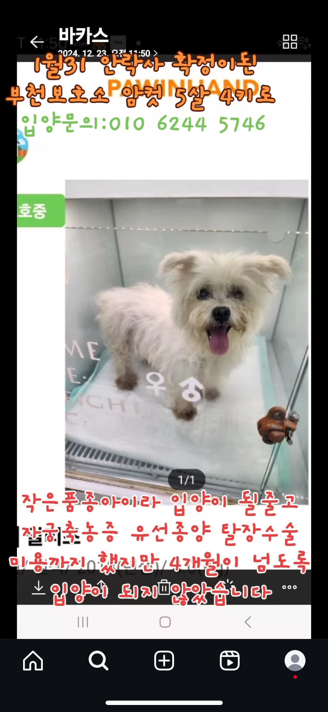 소형견이라 입양 갈 줄 알고 수술에 미용까지 했는데 | 인스티즈