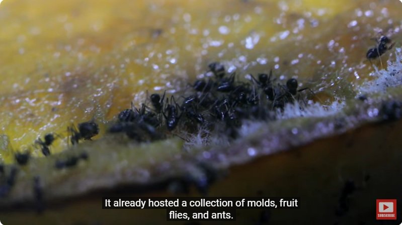 거대한 수조에 열대우림 환경을 조성해놓으면 생기는 일 - 4 | 인스티즈