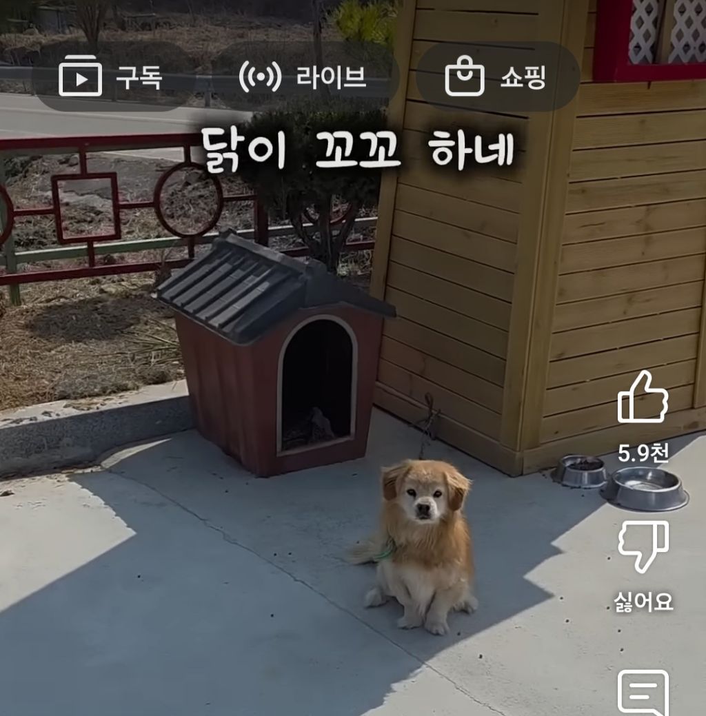 택배하면서 시골 묶인 개들한테 집 지어주는 택배기사 | 인스티즈