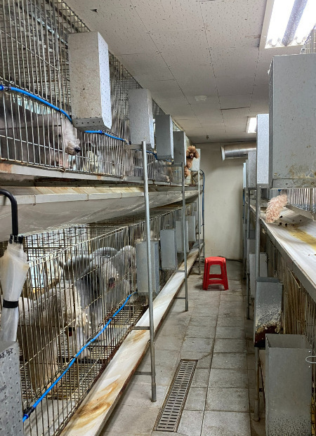 어떤 삶이었을까. 번식장, 미용 실습견, 쓰임을 다해야만 끝나는 삶이라는 건 | 인스티즈