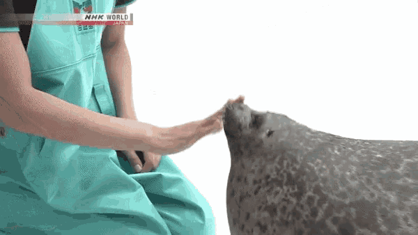 바닷속 강아지라는 물범 | 인스티즈