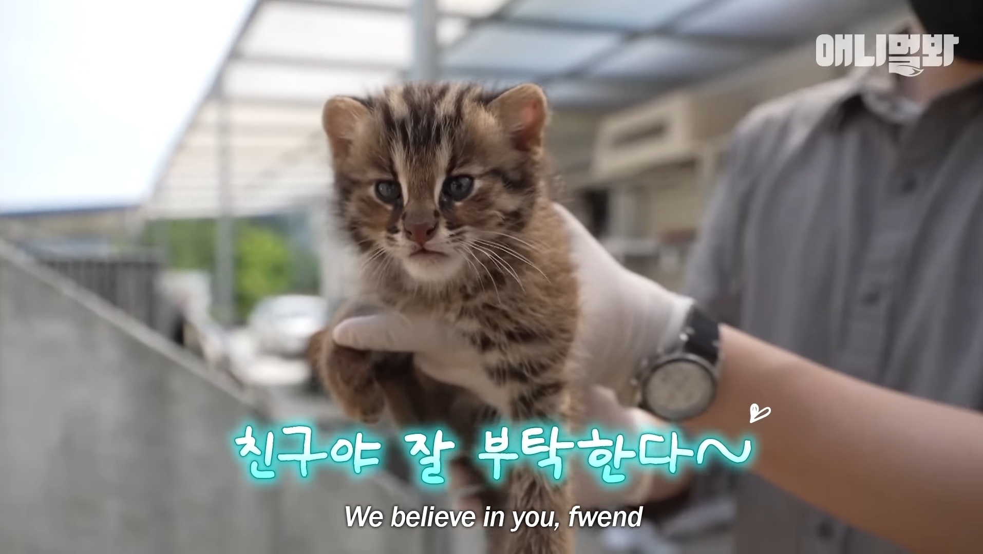 야생성 사라진 아기 삵들을 위해 야생성 있는 친구가 들어왔는데 눈빛부터가 다름 | 인스티즈