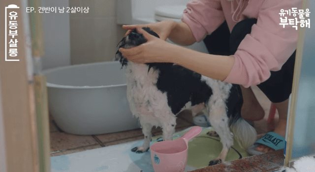 강쥐 건반이의 미용 전/후.jpg | 인스티즈