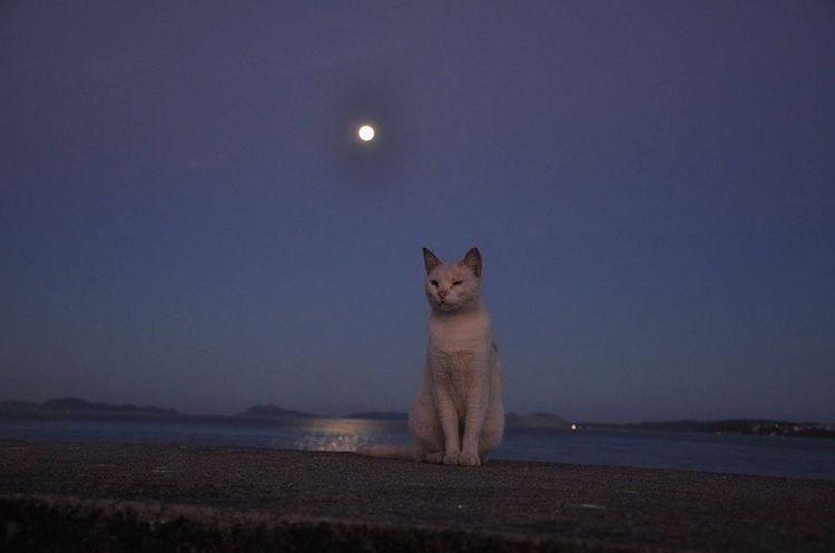 나는 낭만 고양이 - 악플달면 쩌리쩌려버려 - ＊여성시대＊ 차분한 20대들의 알흠다운 공간 나는 낭만 고양이