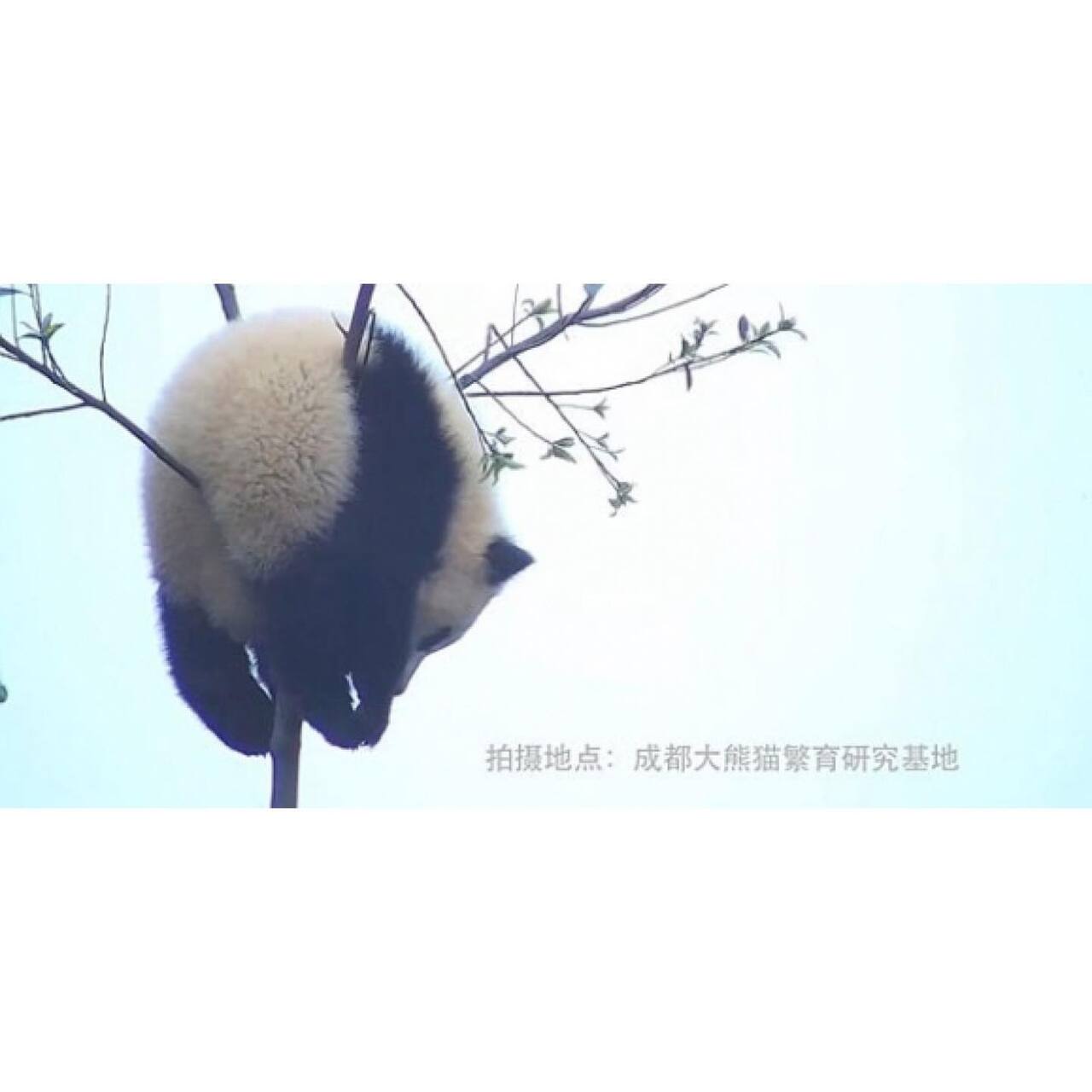 아기 판다🐼들이 평평한 나무를 보면 자주 하는 자세 | 인스티즈