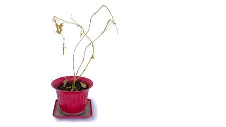 식물이랑 교감을 어케함? | 인스티즈