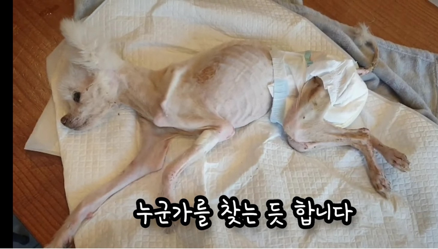 고독사한 주인품에서 발견된 강아지 | 인스티즈
