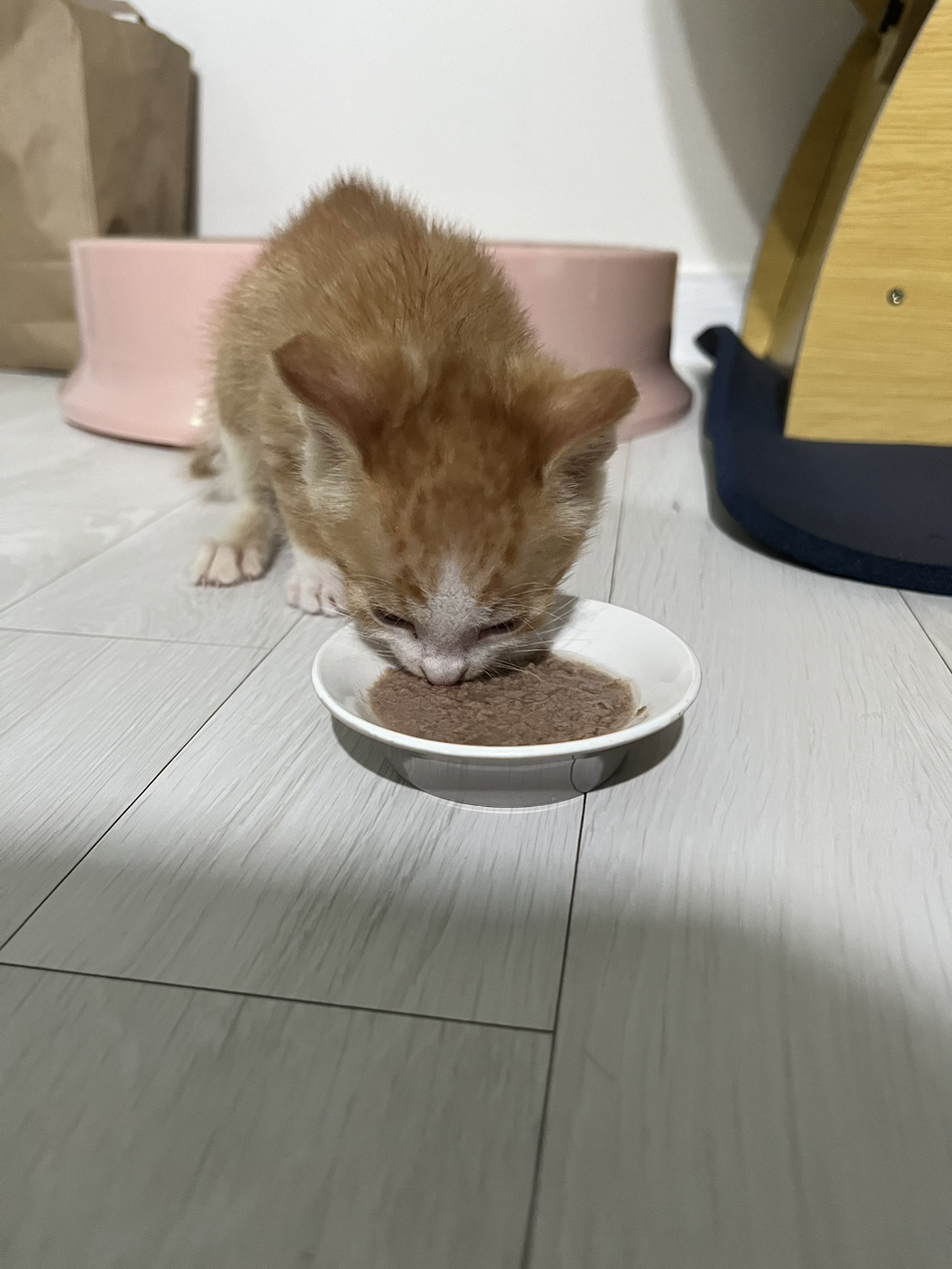 (입홍) 😻 난 진짜 태어나서 이렇게 예쁜 치즈냥이 본 적 없어 😻 | 인스티즈