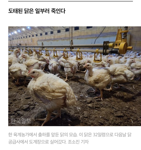 닭달치킨 이미지