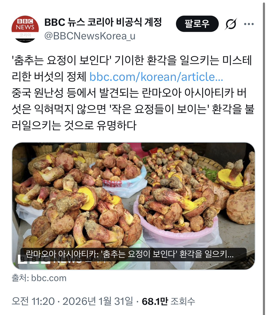 요정이 보이는 버섯 | 인스티즈