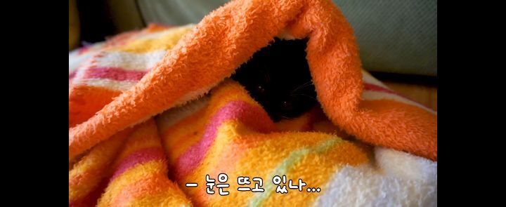 얼어죽어있던 아기고양이를 녹였더니.. | 인스티즈