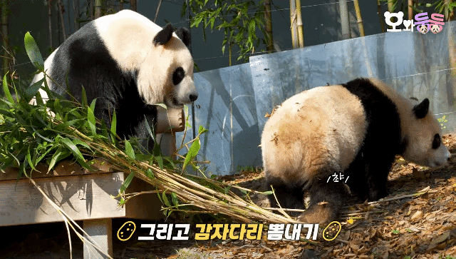 감자다리 후이바오🐼 | 인스티즈