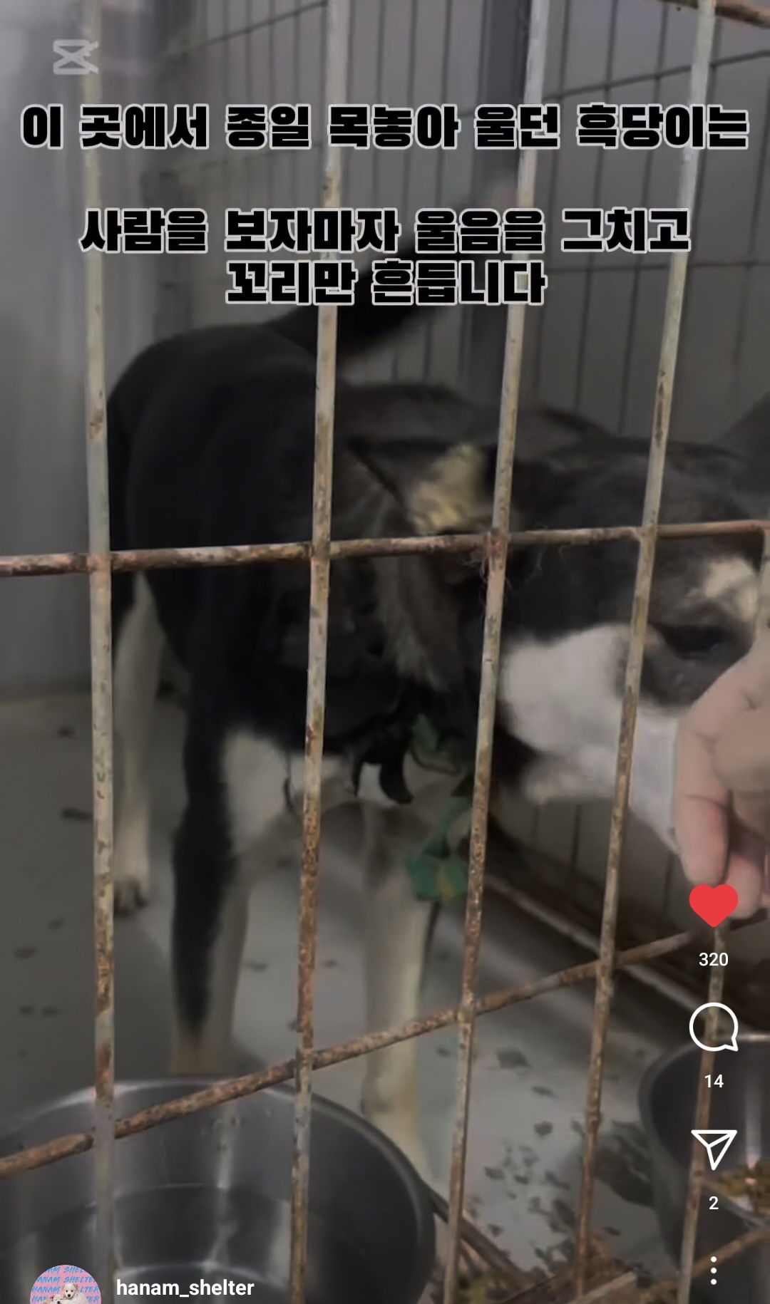 안락사를 앞둔 흑당이를 도와주세요. (동구협 12월 16일 공고 종료 예정) | 인스티즈