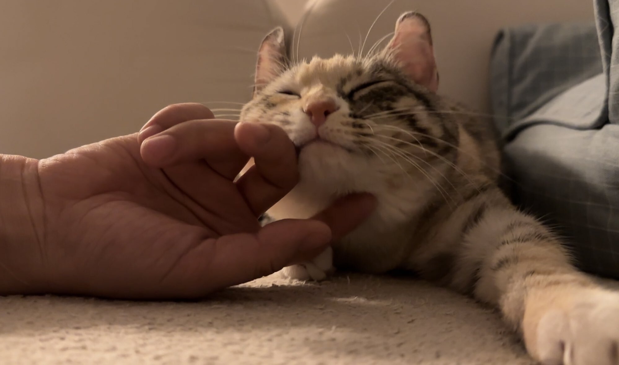 귀가 진짜 토끼같은 트위터 고양이.jpg | 인스티즈