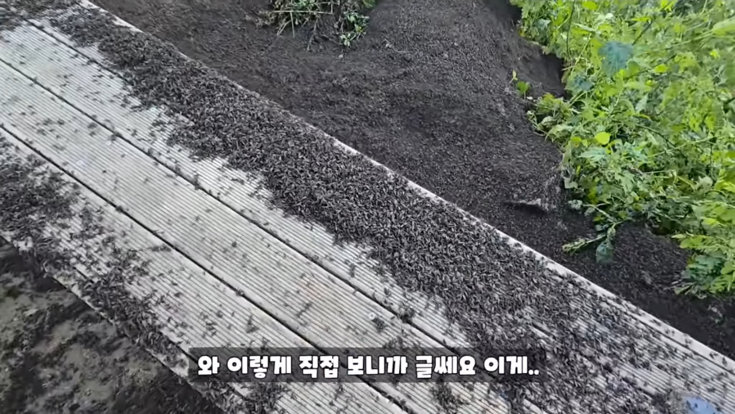 직접 가본 피셜 재앙수준이라는 인천 계양산 상황...jpg | 인스티즈
