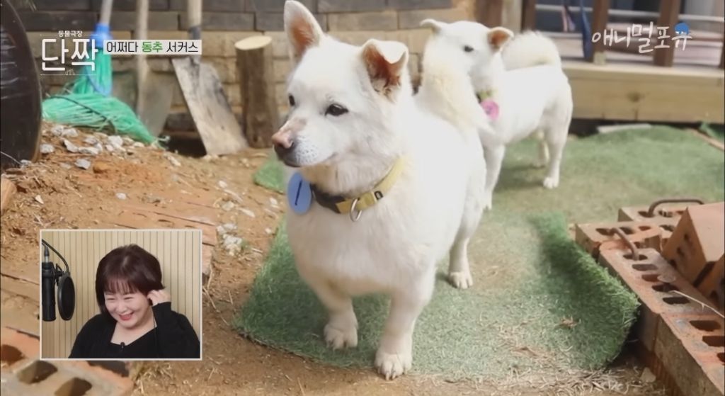 겁나 재밌게 사는 할아버지와 냥댕이들ㅋㅋㅋ.gif | 인스티즈