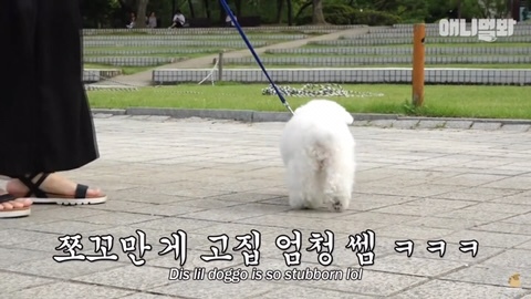 돌멩이를 물고 다니는 강아지 | 인스티즈