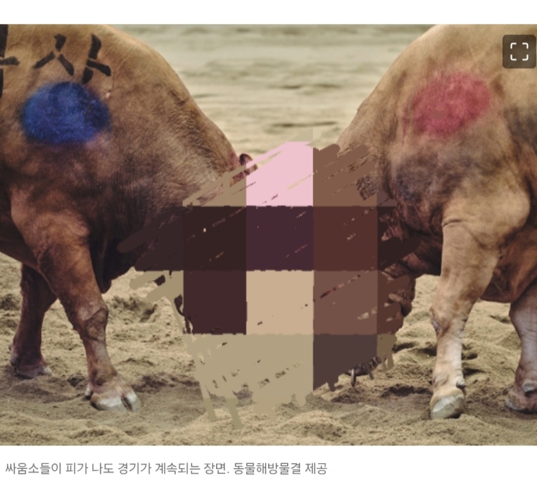 '동물학대'소싸움 없앤다더니···슬그머니 대회 예산 3억 되살린 청도군 | 인스티즈