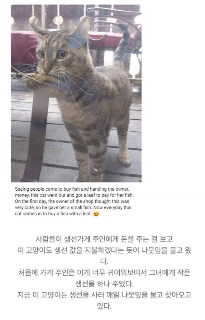 고양이와 생선 | 인스티즈