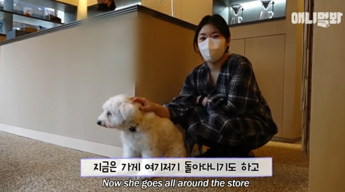 수줍음이 많은 강아지가 사람을 좋아하는 법 | 인스티즈