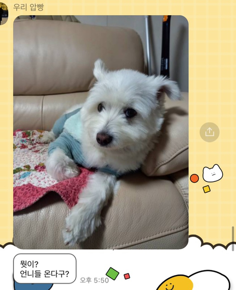 [강아지] 아빠가 보내주는 강아지 사진이 좋은 이유 | 인스티즈