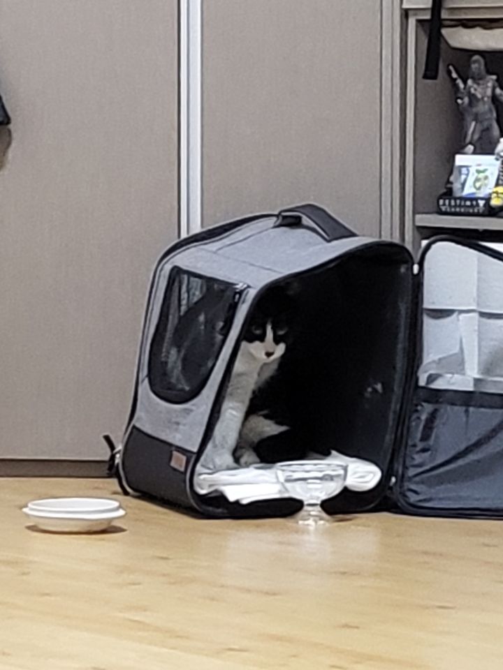 몰래 훔쳐보는 고양이 모음집 | 인스티즈