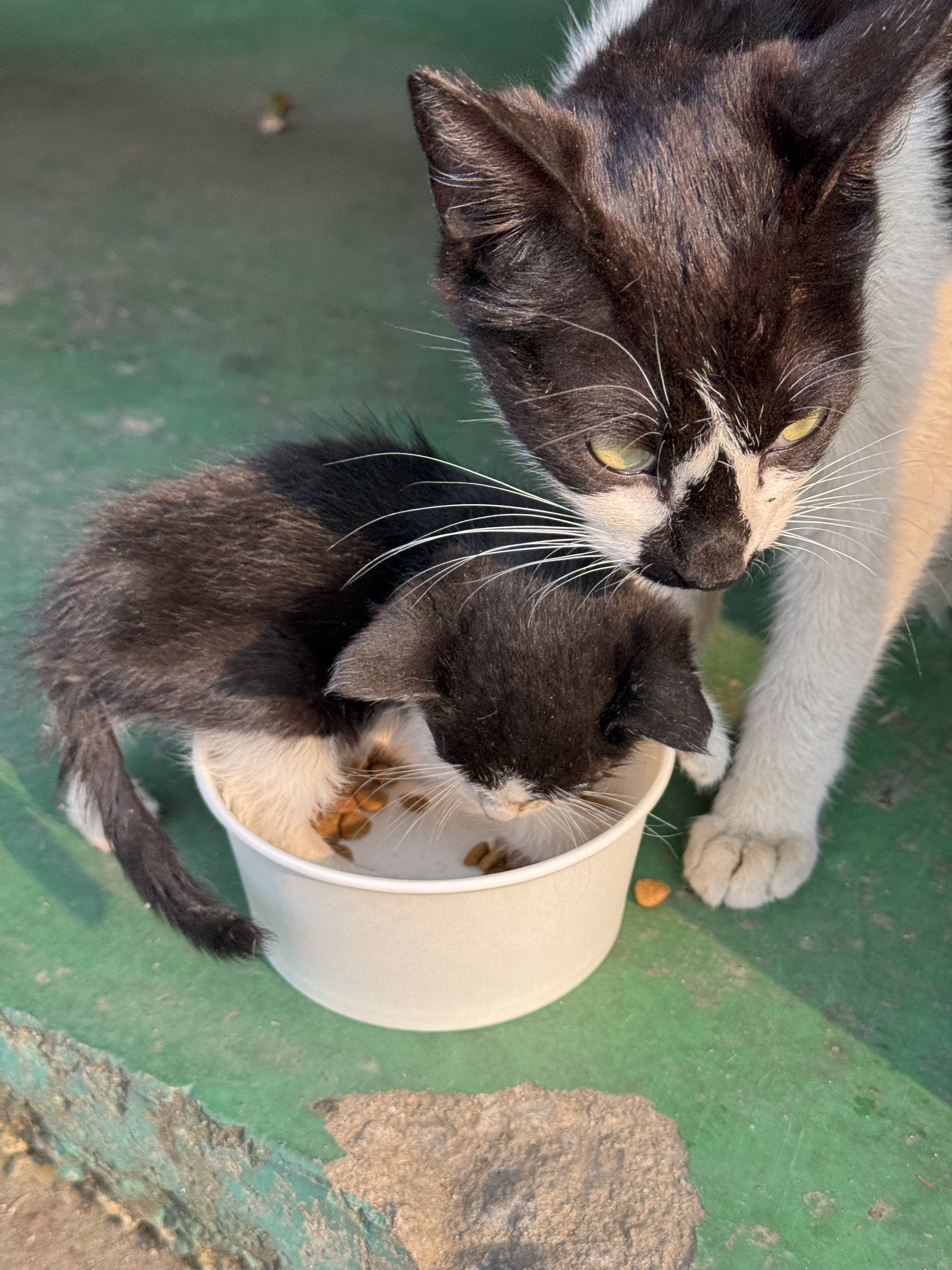 공장 고양 낳았는데 이거 봐... | 인스티즈