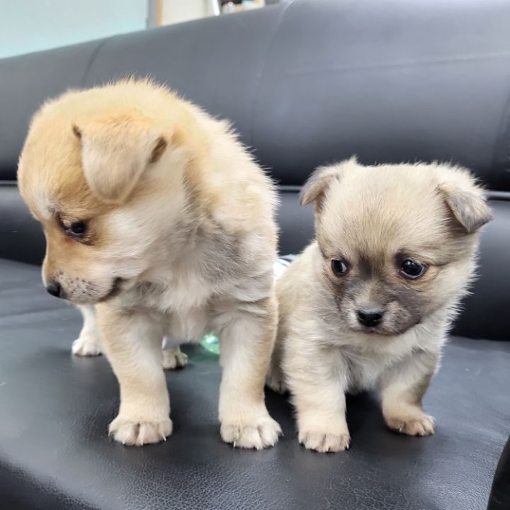 (공지라니... ++추가)새로생긴 회사 복지.. 미쳐서 도저히 일을 못하겠네.. (추가....)++추가 | 인스티즈