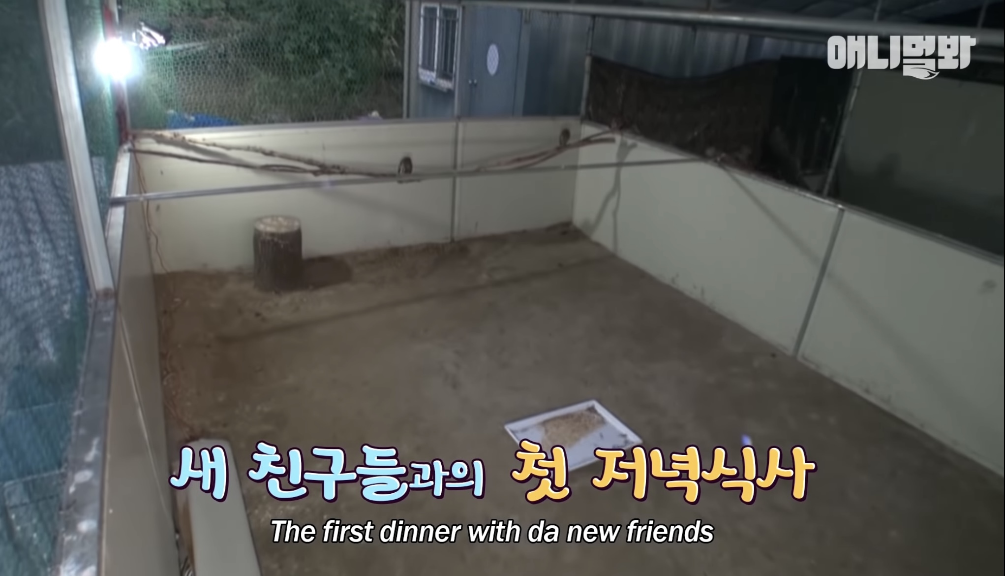 목숨을 구해준 아저씨 곁으로 자꾸 돌아오는 솔부엉이 "수리” 2편 | 인스티즈