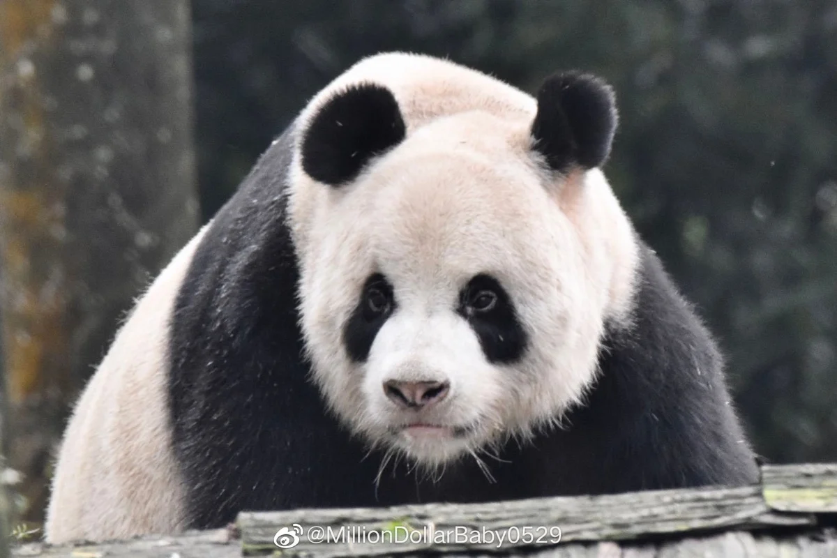 🐼 아이바오네 남판다들 🐼 | 인스티즈