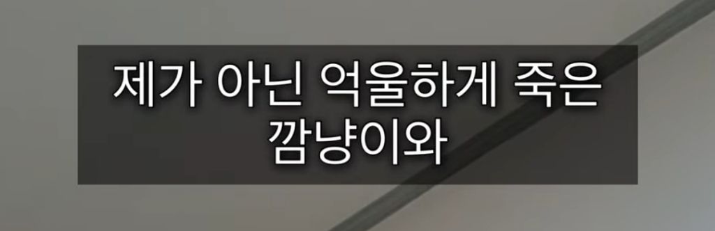 입양 하루만에 입양자에게 살해당한 깜냥이 (탄원서 꼭 부탁해🔥🔥🔥) | 인스티즈