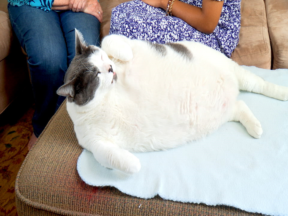 미국에서 화제된 18kg 뚱냥이 입양한 여성.JPG | 인스티즈