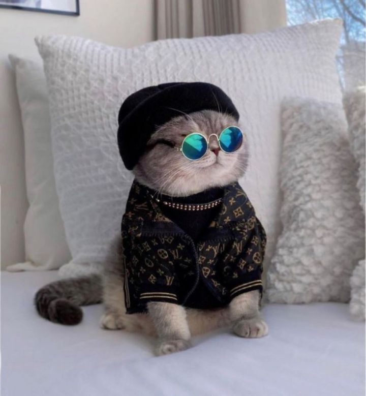옷 잘입는 고양이 데일리패션 | 인스티즈
